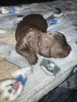 Rocky, a male Goldendoodle and Poodle - Toy  for sale in Abbeville, LA – 2 of 8