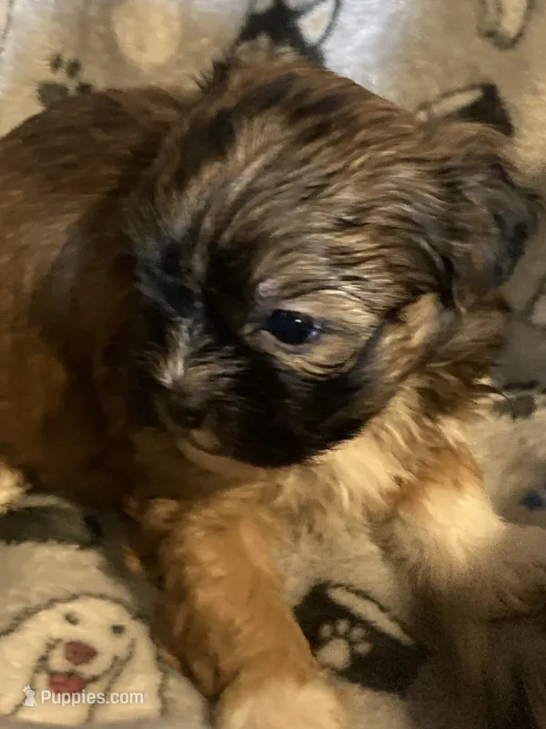 Rosie – Mal Shi puppy for sale in Abbeville, LA