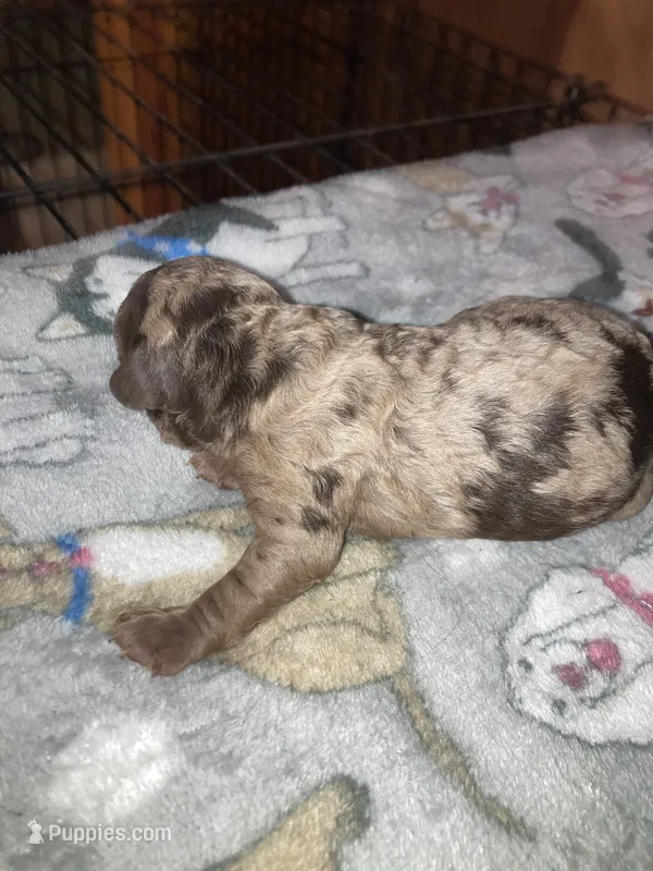 Merla – Goldendoodle, Poodle - Toy  puppy for sale in Abbeville, LA