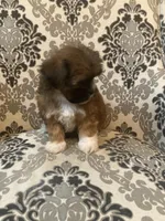 Rusty, a male Maltese for sale in Abbeville, LA – 5 of 6