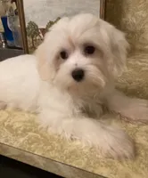Ghost “BUSTER”, a male Maltese and Morkie for sale in Abbeville, LA – 6 of 7