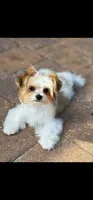 Chole, a female Morkie for sale in The Villages, FL – 6 of 7