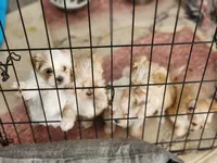 Puppy 1, a  Morkie for sale in The Villages, FL – 3 of 8
