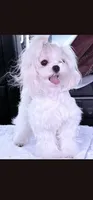 AKC boy Jax, a male Maltese for sale in The Villages, FL – 9 of 10