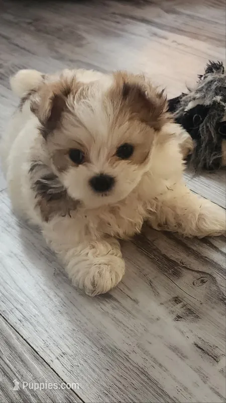 Chole – Morkie puppy for sale in The Villages, FL