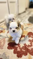 Harper, a male Morkie for sale in The Villages, FL – 4 of 6