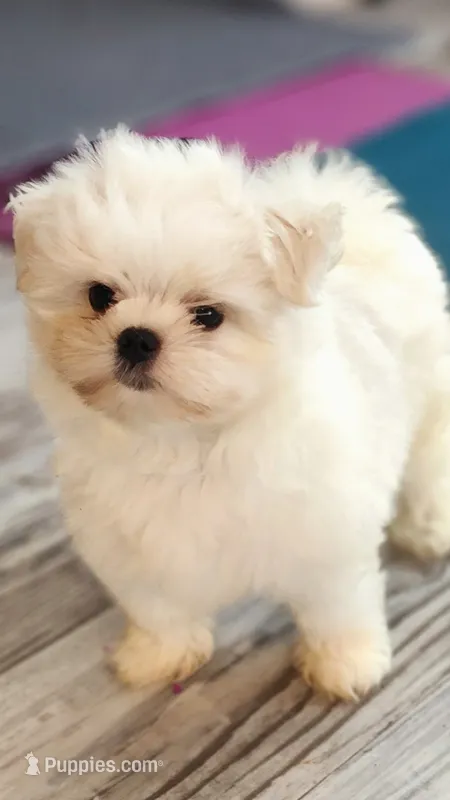 Prince Ollie, AKC (Champion pedigree) Maltese  – Maltese puppy for sale in The Villages, FL