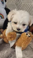 AKC boy 2, a male Maltese for sale in The Villages, FL – 2 of 10
