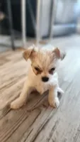 Tiny, a male Morkie for sale in The Villages, FL – 4 of 7