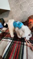 Imported lines, Prince Ollie, AKC (Champion pedigree) Maltese , a male Maltese for sale in The Villages, FL – 4 of 10