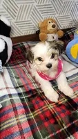 Sweet Morkie Princess , a female Morkie for sale in The Villages, FL – 4 of 8