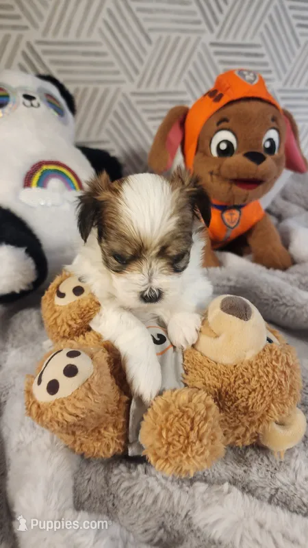 Girl 1 – Morkie puppy for sale in The Villages, FL