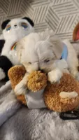 AKC boy Jax, a male Maltese for sale in The Villages, FL – 5 of 10