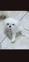 AKC boy 1, a male Maltese for sale in The Villages, FL – 8 of 8