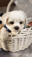 AKC boy 2, a male Maltese for sale in The Villages, FL – 5 of 10