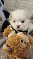 Prince Ollie, AKC (Champion pedigree) Maltese , a male Maltese for sale in The Villages, FL – 2 of 9
