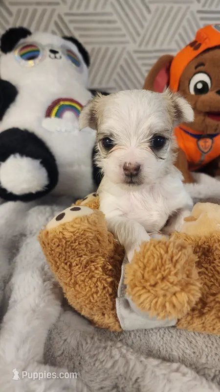 Boy 2 – Morkie puppy for sale in The Villages, FL