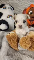 Princhi, a male Morkie for sale in The Villages, FL – 2 of 10