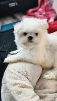 Imported lines, Prince Ollie, AKC (Champion pedigree) Maltese , a male Maltese for sale in The Villages, FL – 1 of 10