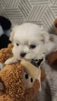 AKC boy 2, a male Maltese for sale in The Villages, FL – 6 of 10