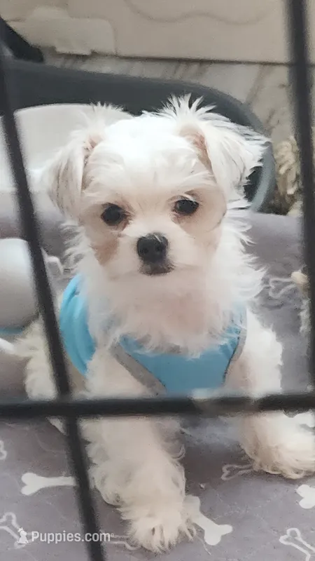 Tiny, Parti Morkie  – Morkie puppy for sale in The Villages, FL