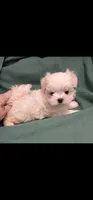 Prince Ollie, AKC (Champion pedigree) Maltese , a male Maltese for sale in The Villages, FL – 3 of 9