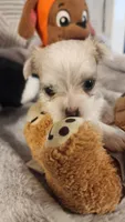 Princhi, a male Morkie for sale in The Villages, FL – 7 of 10