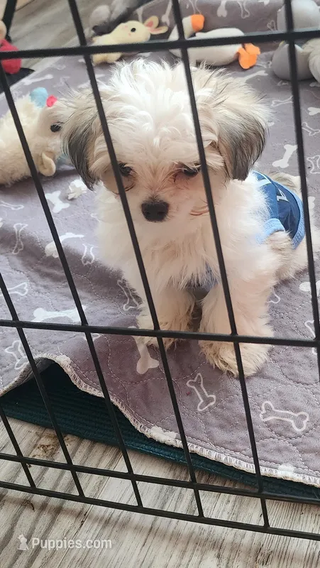 Sweet Harper parti Morkie  – Morkie puppy for sale in The Villages, FL