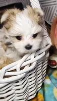 Chole, a female Morkie for sale in The Villages, FL – 3 of 7