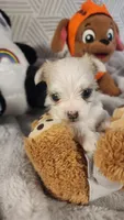 Princhi, a male Morkie for sale in The Villages, FL – 4 of 10