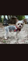 Harper, a male Morkie for sale in The Villages, FL – 6 of 8