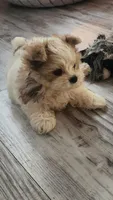 Chole, a female Morkie for sale in The Villages, FL – 2 of 7