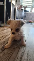 Tiny, a male Morkie for sale in The Villages, FL – 2 of 7