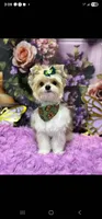 Chole, a female Morkie for sale in The Villages, FL – 5 of 7