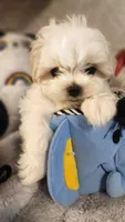 AKC BOY 3, a male Maltese for sale in The Villages, FL – 8 of 9
