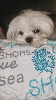 Boy 2, a male Morkie for sale in The Villages, FL – 6 of 7