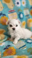 Puppy 2, a female Maltese for sale in The Villages, FL – Photo 5 of 10