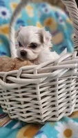 Puppy 2, a female Maltese for sale in The Villages, FL – Photo 3 of 10