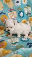 Puppy 2, a female Maltese for sale in The Villages, FL – Photo 6 of 10