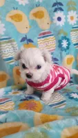 Puppy 2, a female Maltese for sale in The Villages, FL – Photo 2 of 10
