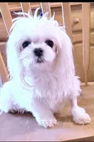 Puppy 2, a female Maltese for sale in The Villages, FL – Photo 9 of 10