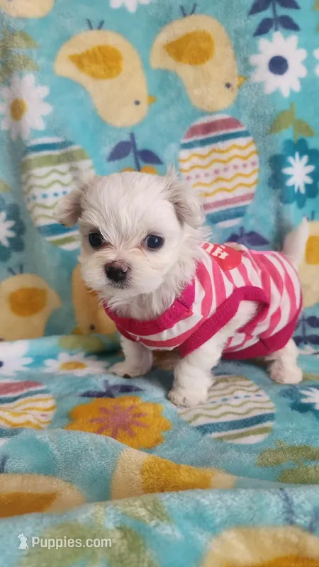 Puppy 2 – Maltese puppy for sale in The Villages, FL