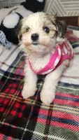 Sweet Morkie Princess , a female Morkie for sale in The Villages, FL – 5 of 8