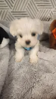 AKC boy 1, a male Maltese for sale in The Villages, FL – 2 of 8