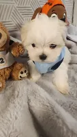 AKC boy Jax, a male Maltese for sale in The Villages, FL – 4 of 10