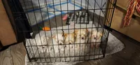 Puppy 1, a  Morkie for sale in The Villages, FL – 2 of 8