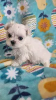 Puppy 1 (TEA CUP), a female Maltese for sale in The Villages, FL – Photo 6 of 10