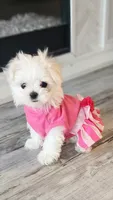 Gracie , a female Maltese for sale in The Villages, FL – Photo 2 of 9