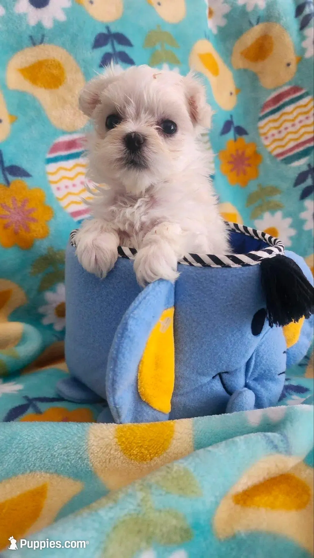 Puppy 1 (TEA CUP), a female Maltese for sale in The Villages, FL – Photo 4 of 10