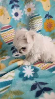 Puppy 1 (TEA CUP), a female Maltese for sale in The Villages, FL – Photo 5 of 10